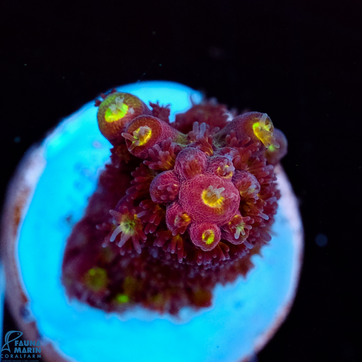 FMC Acropora Rainbow Mango