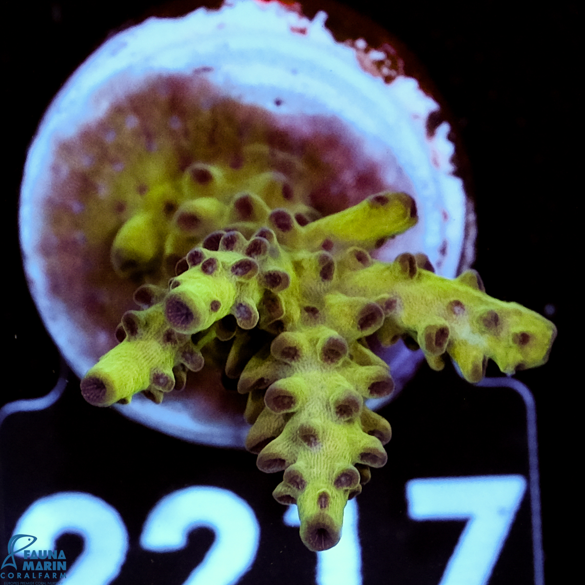 FMC Acropora Insignis Jungle Orchid