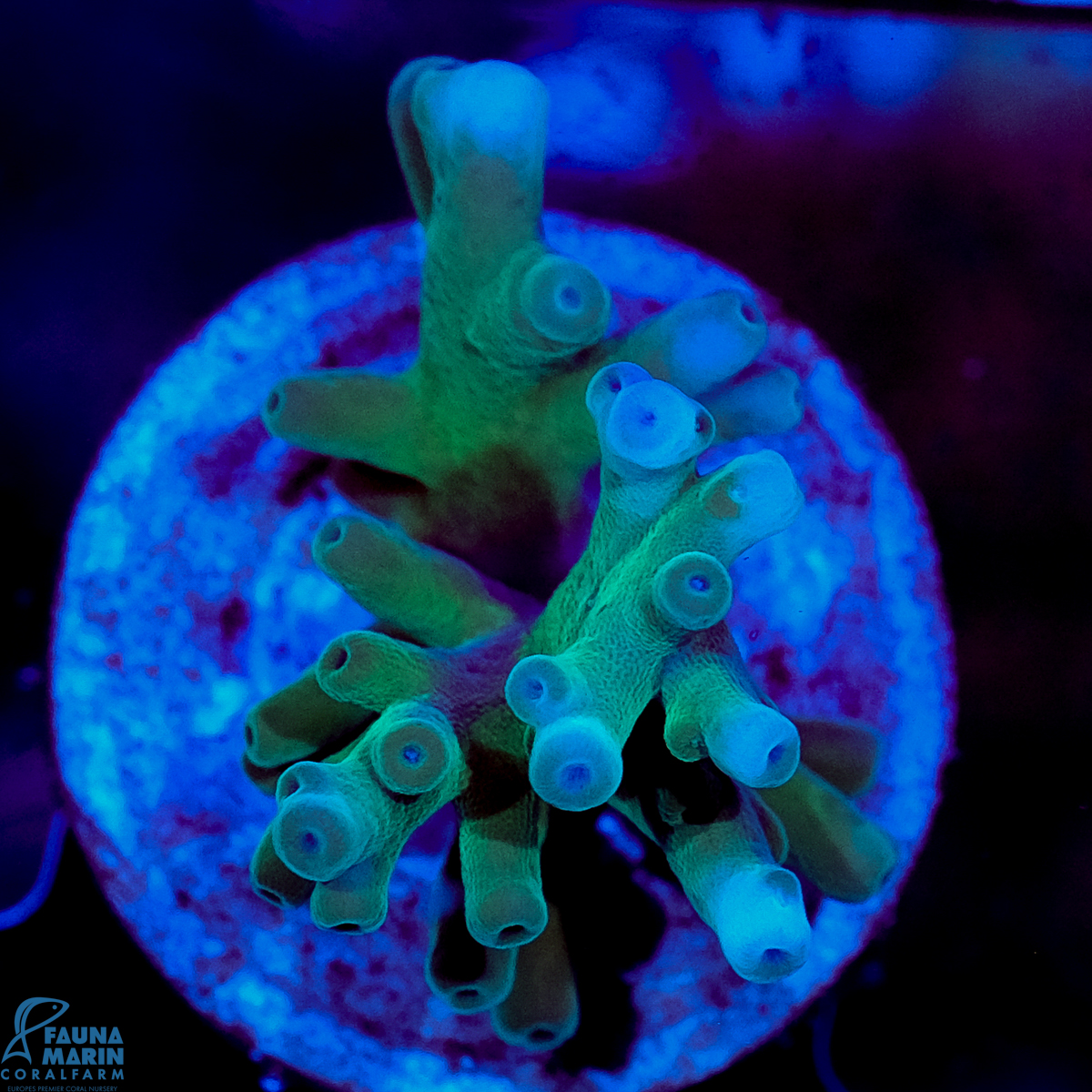 FMC Acropora echinata Shark Tank