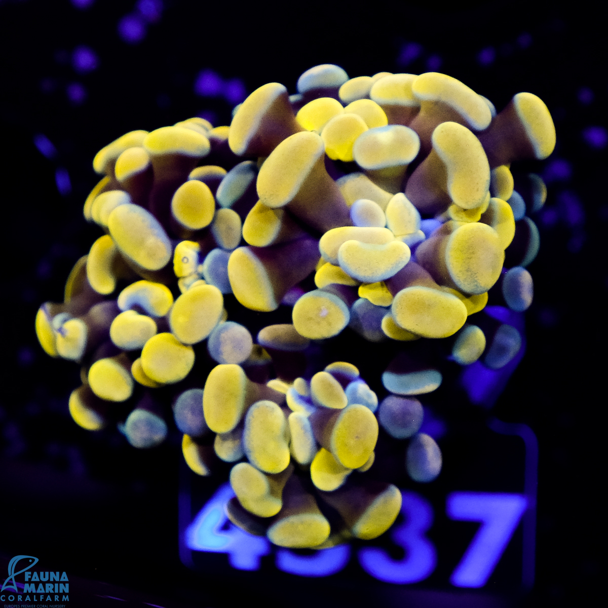 FMC Euphyllia baliensis Gold Nugget