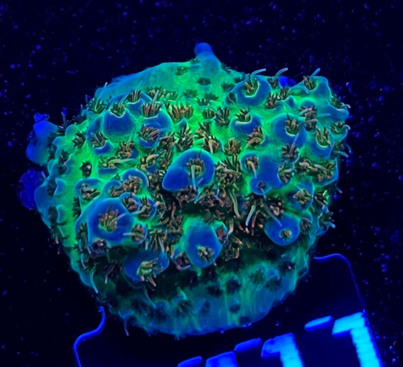 FMC Acropora sp.