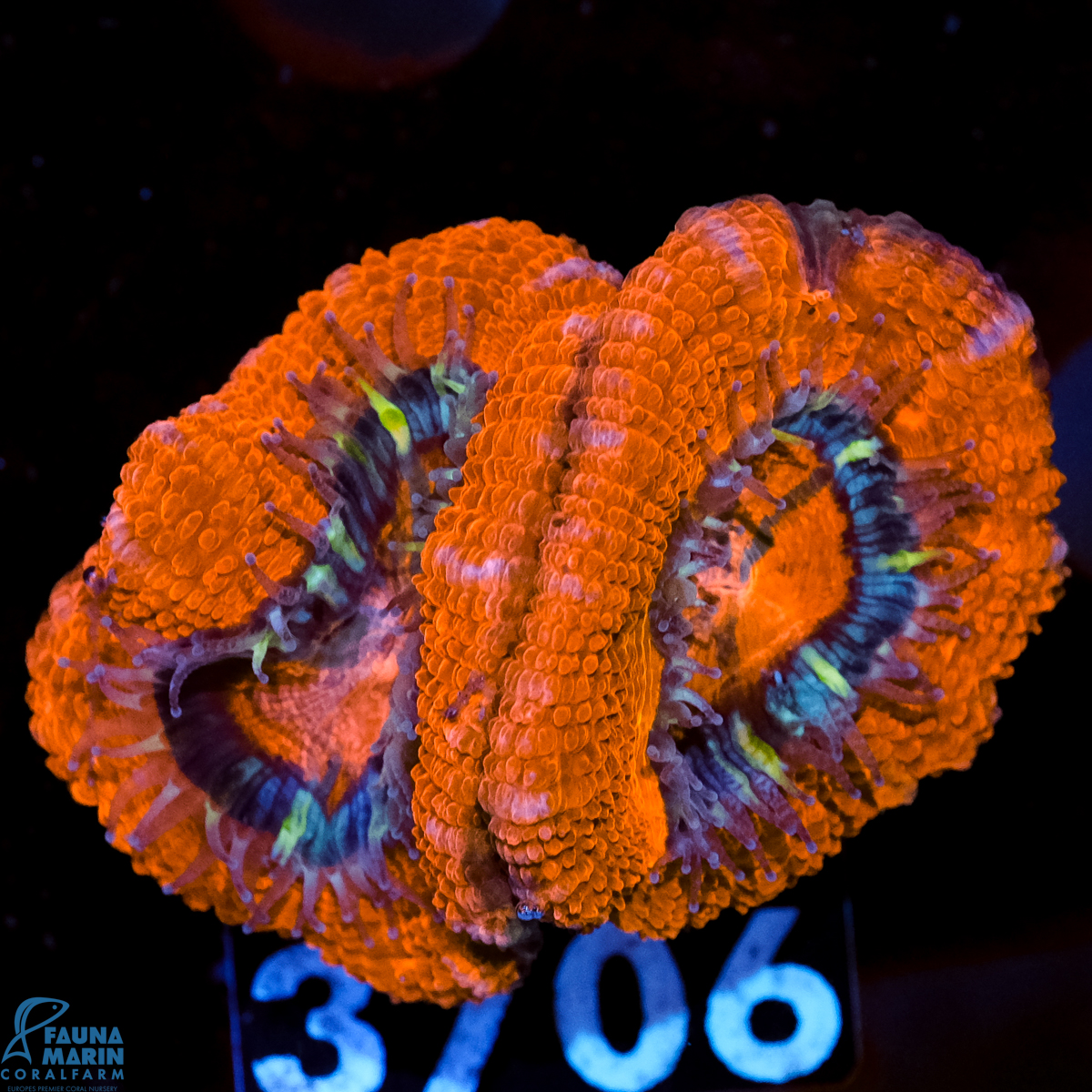 FMC Micromussa lordhowensis Orange