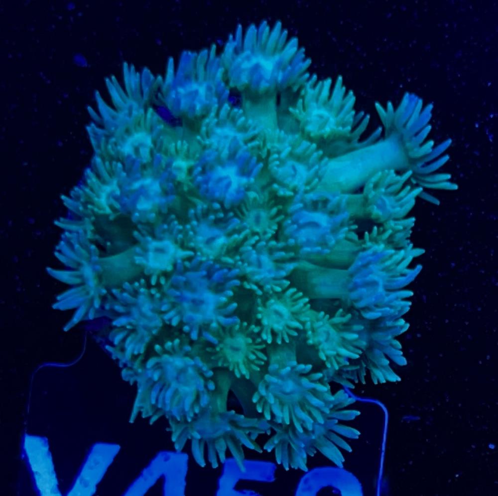 FMC Goniopora Green Shine V