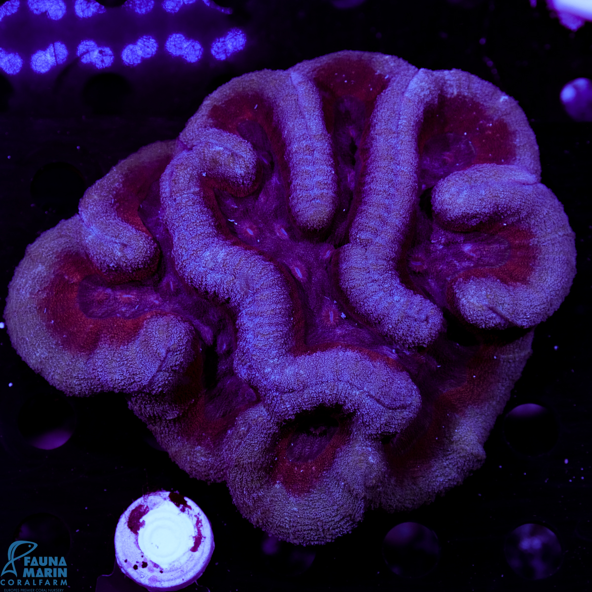 FMC Lobophyllia Purple Dream