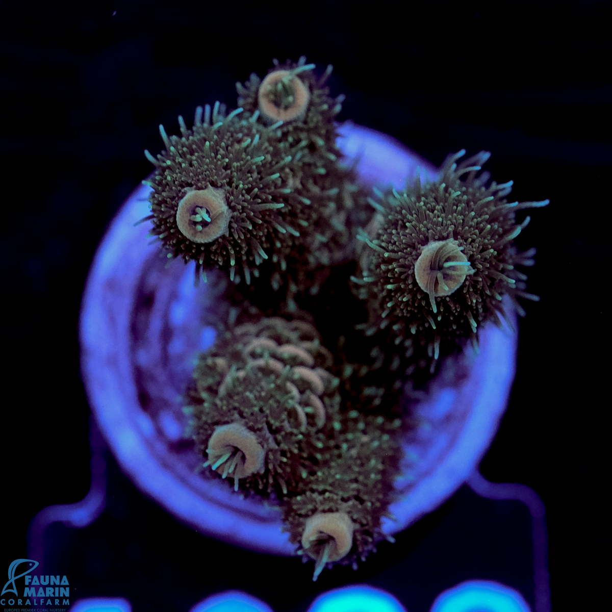 FMC Acropora millepora Nightcrawler