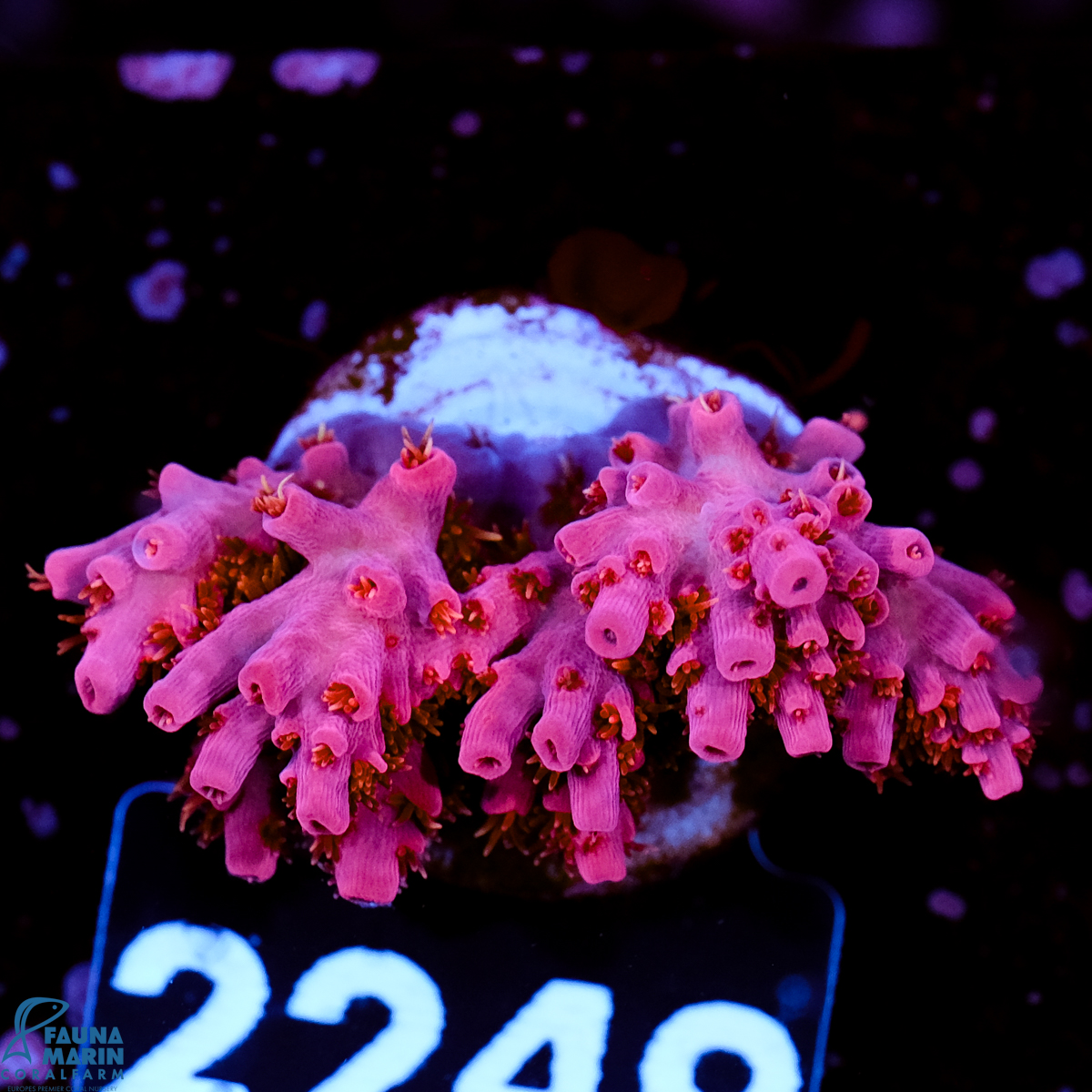 FMC Acropora hyacinthus Red