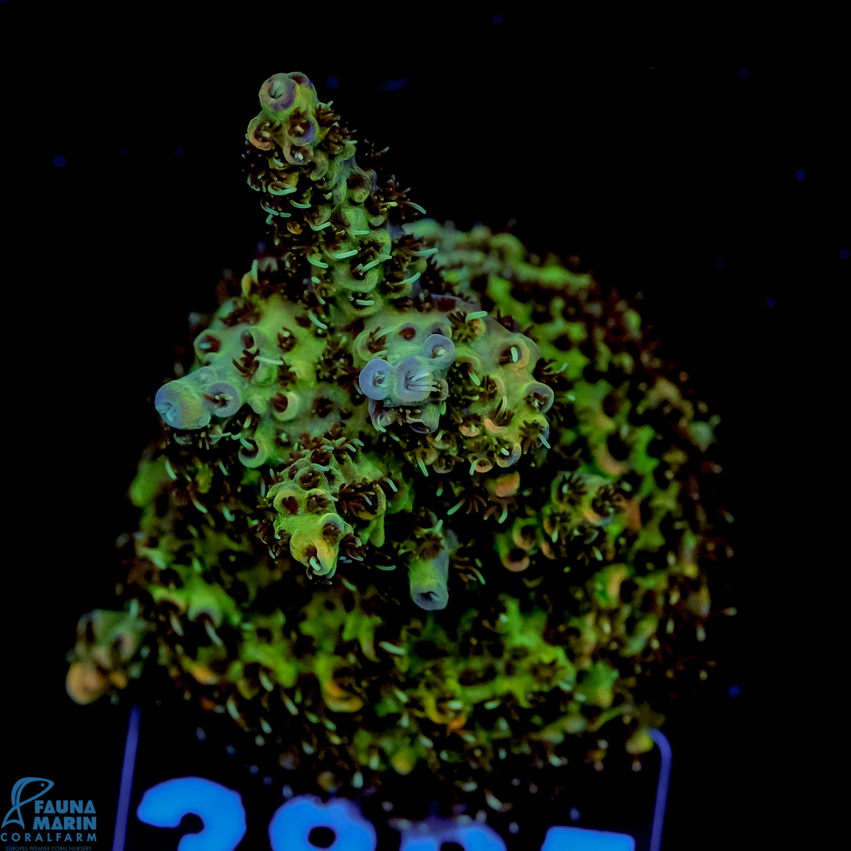 FMC Acropora Dark Polyps