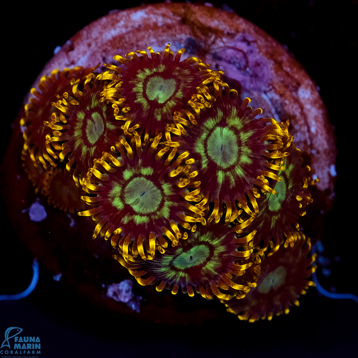 FMC Zoanthus Electric Daisy