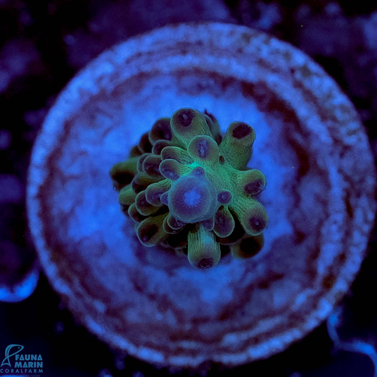 FMC Acropora Magic Blue