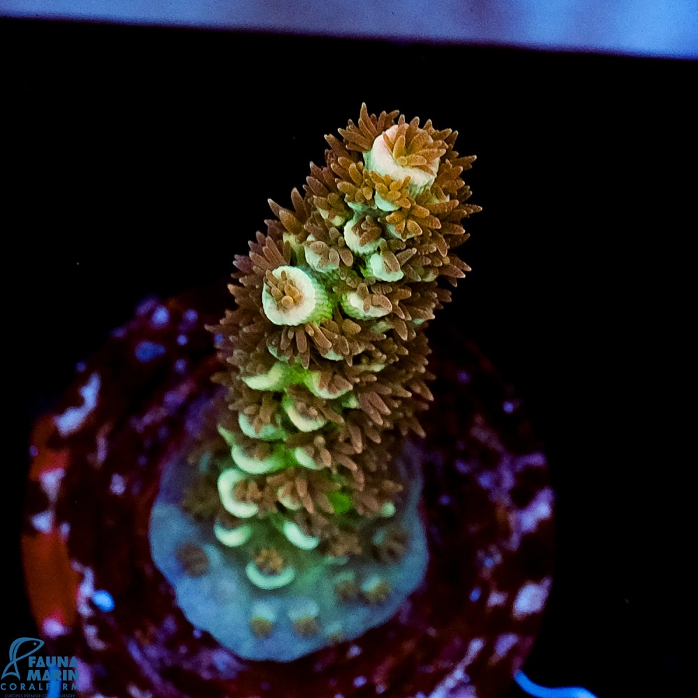 FMC Acropora tenuis Old Copper