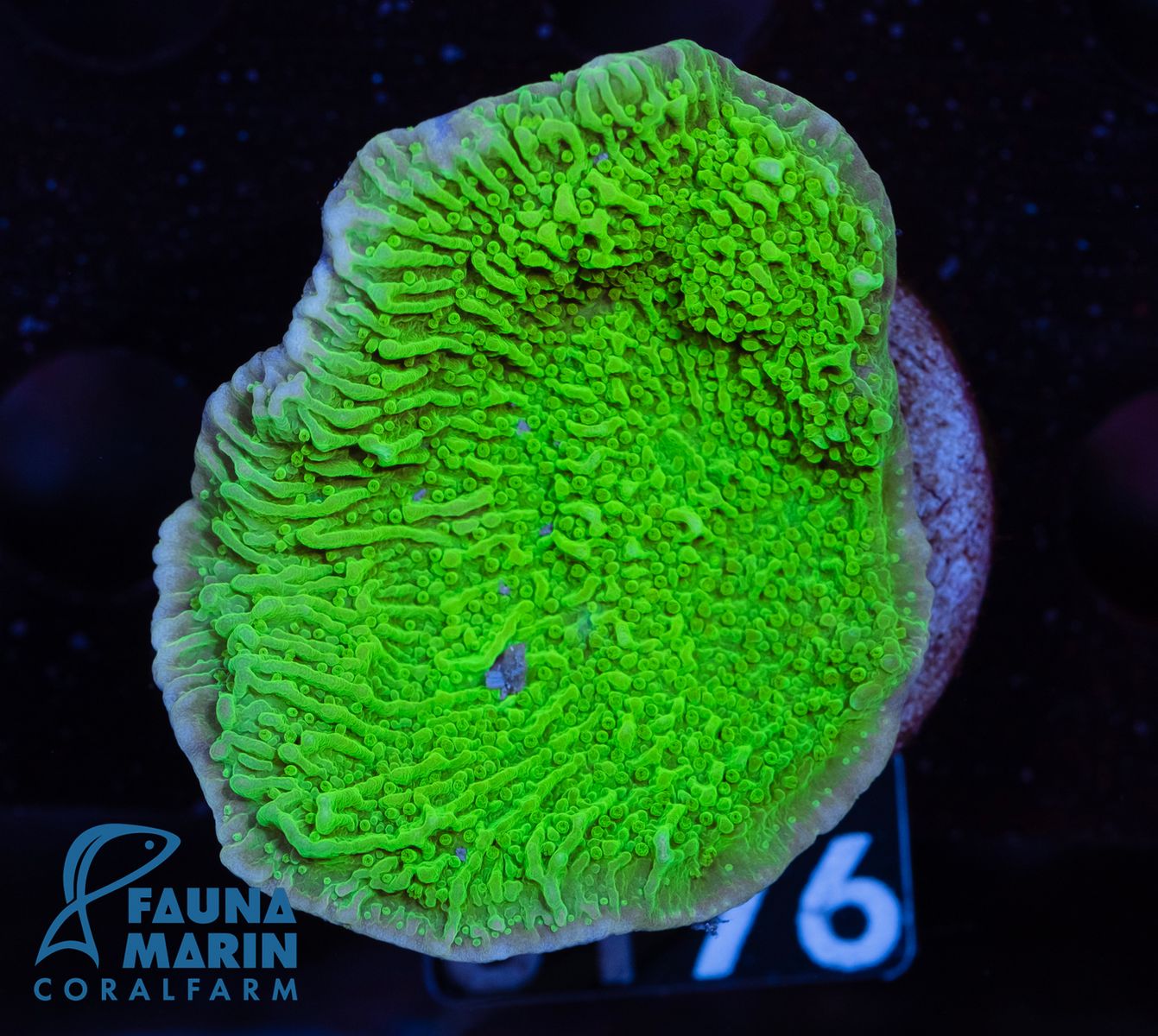 FMC Montipora Plating Dark Green V Ø ca. 3-4 cm (Filter- + Daylight-Shot picture!)