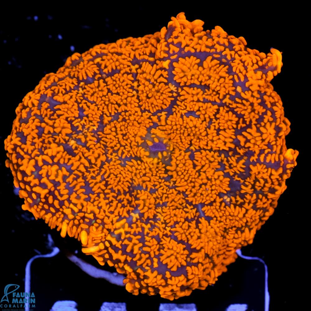 FMC Rhodactis Orange Sprinkles