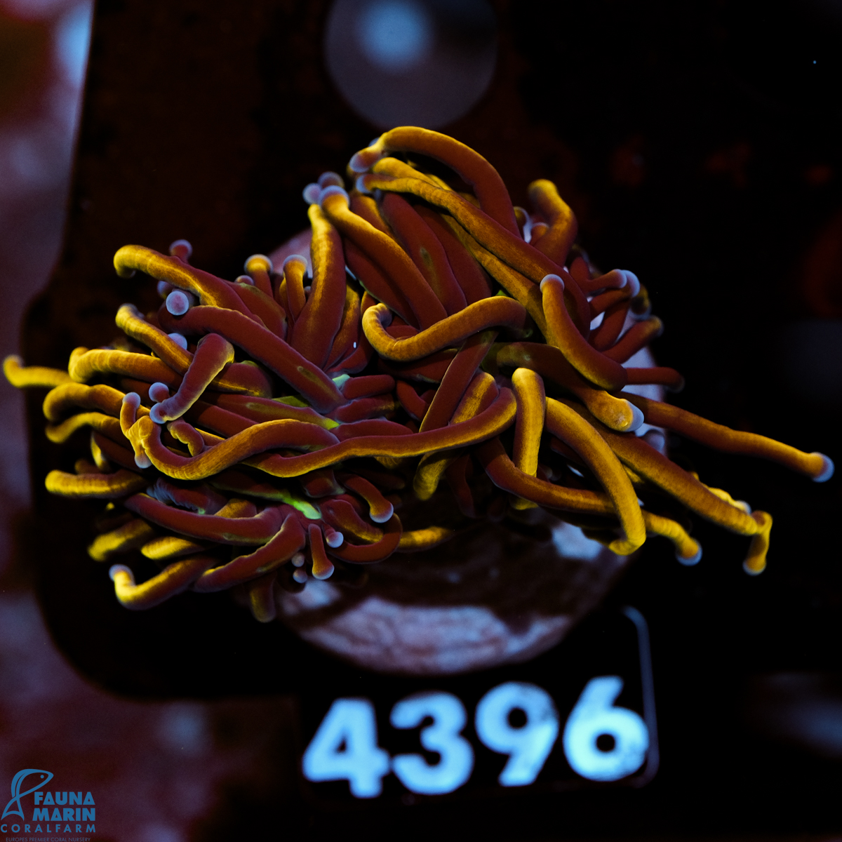 FMC Euphyllia Glabrescens Torch