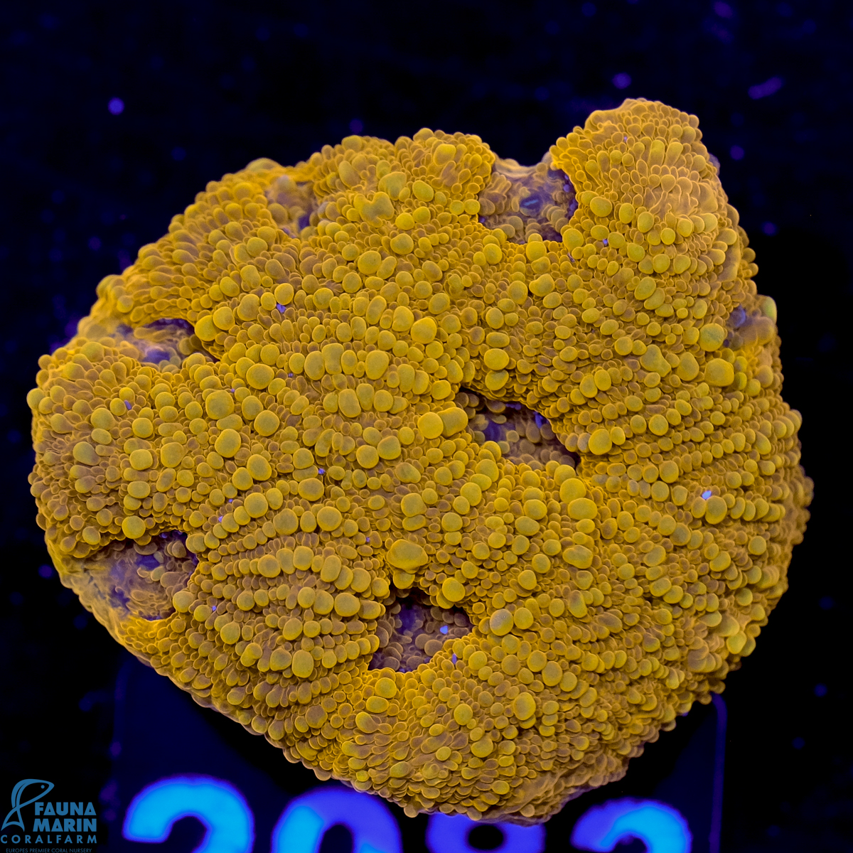 FMC Acanthastrea echinata Goldnugget