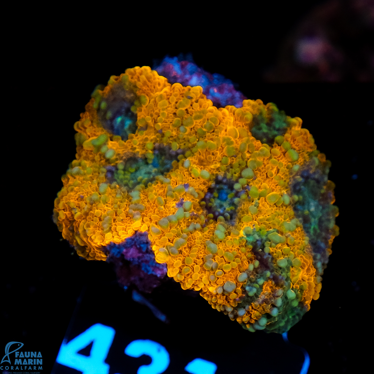 FMC Acanthastrea echinata Goldnugget grafted