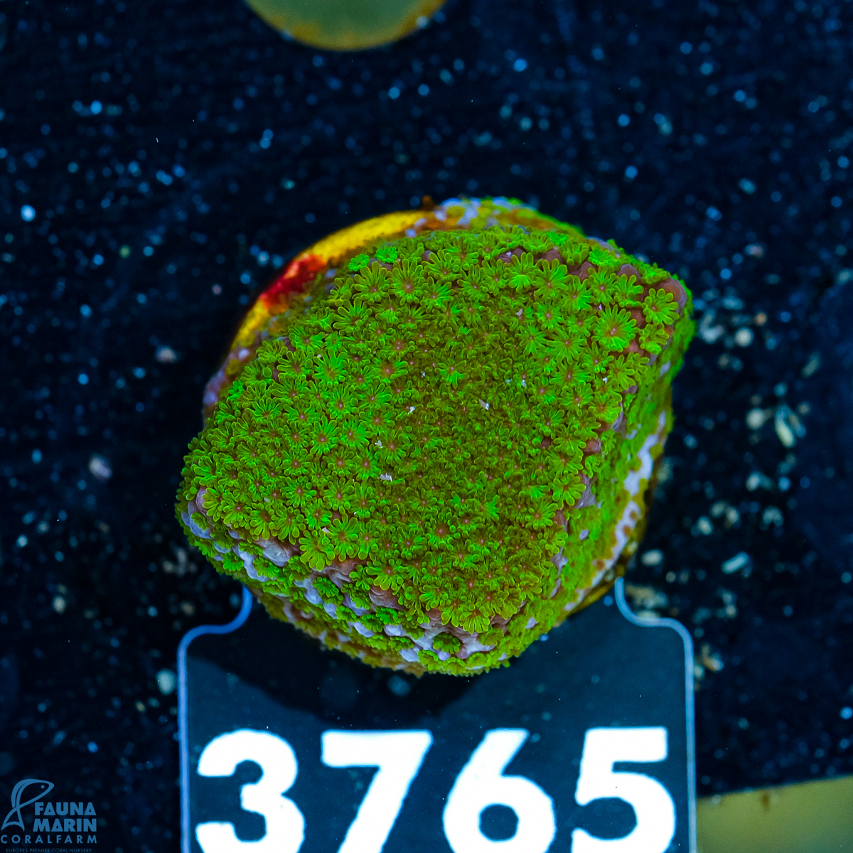 FMC Montipora Marvelous