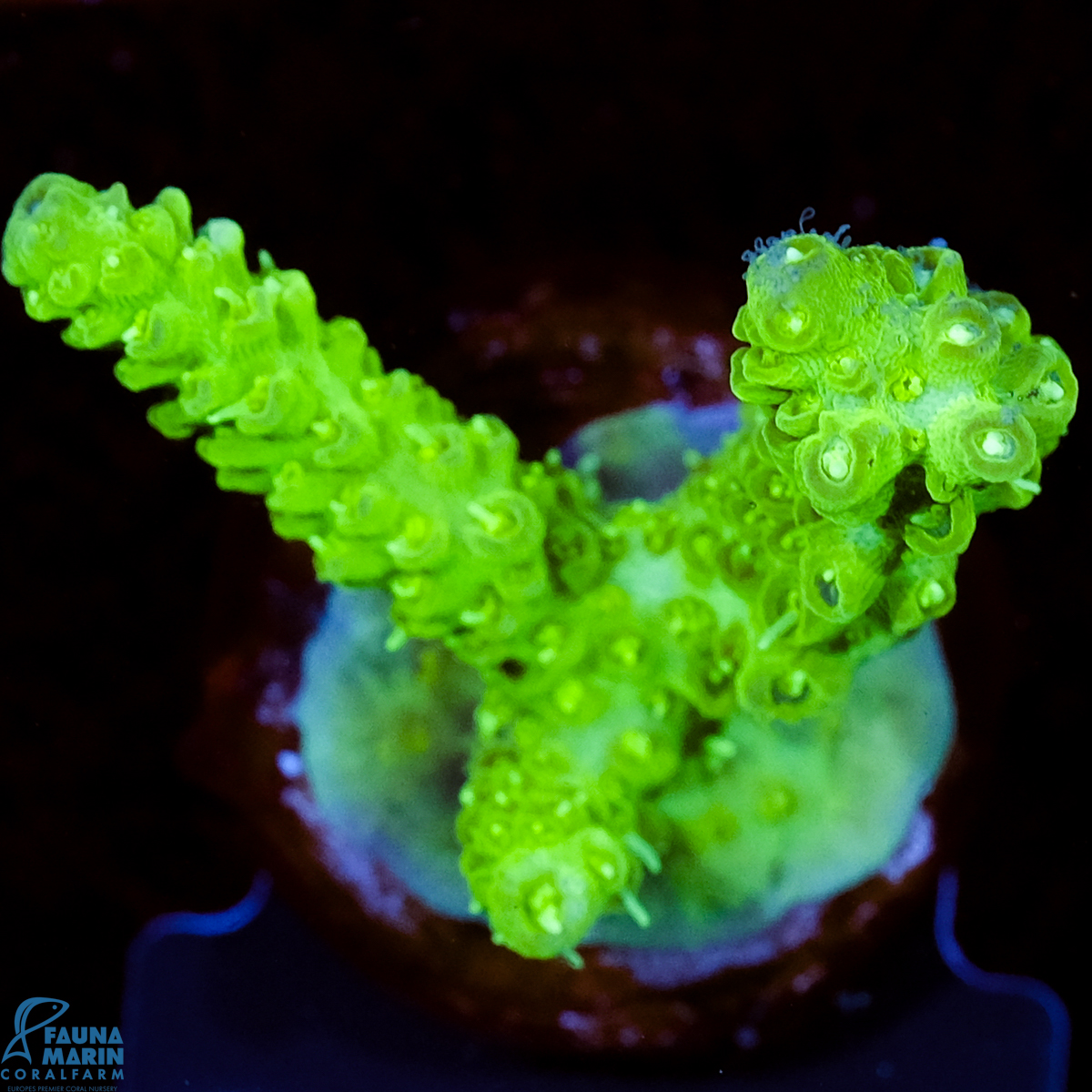 FMC Acropora Aussi Frag