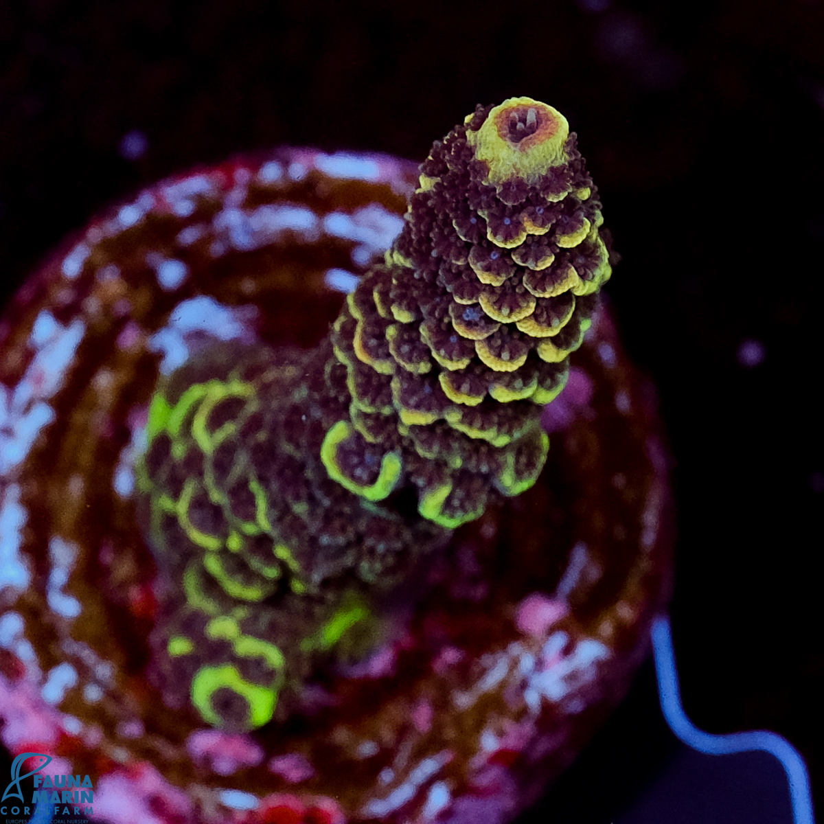 FMC Acropora spathulata Green