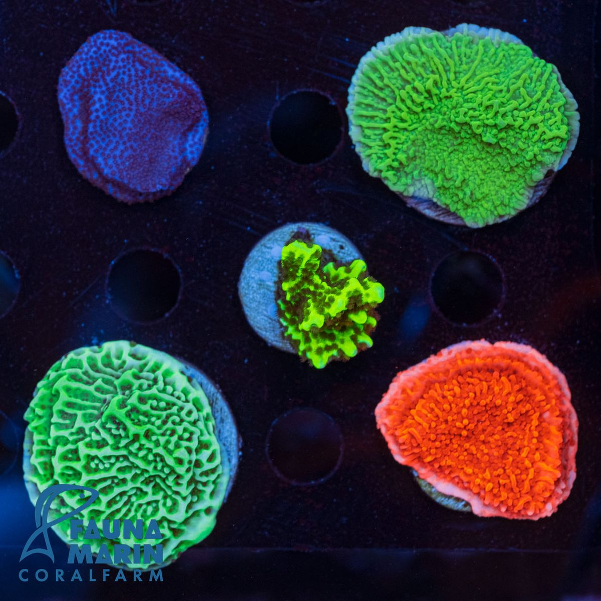 FMC Montipora Nachzucht-Pack V