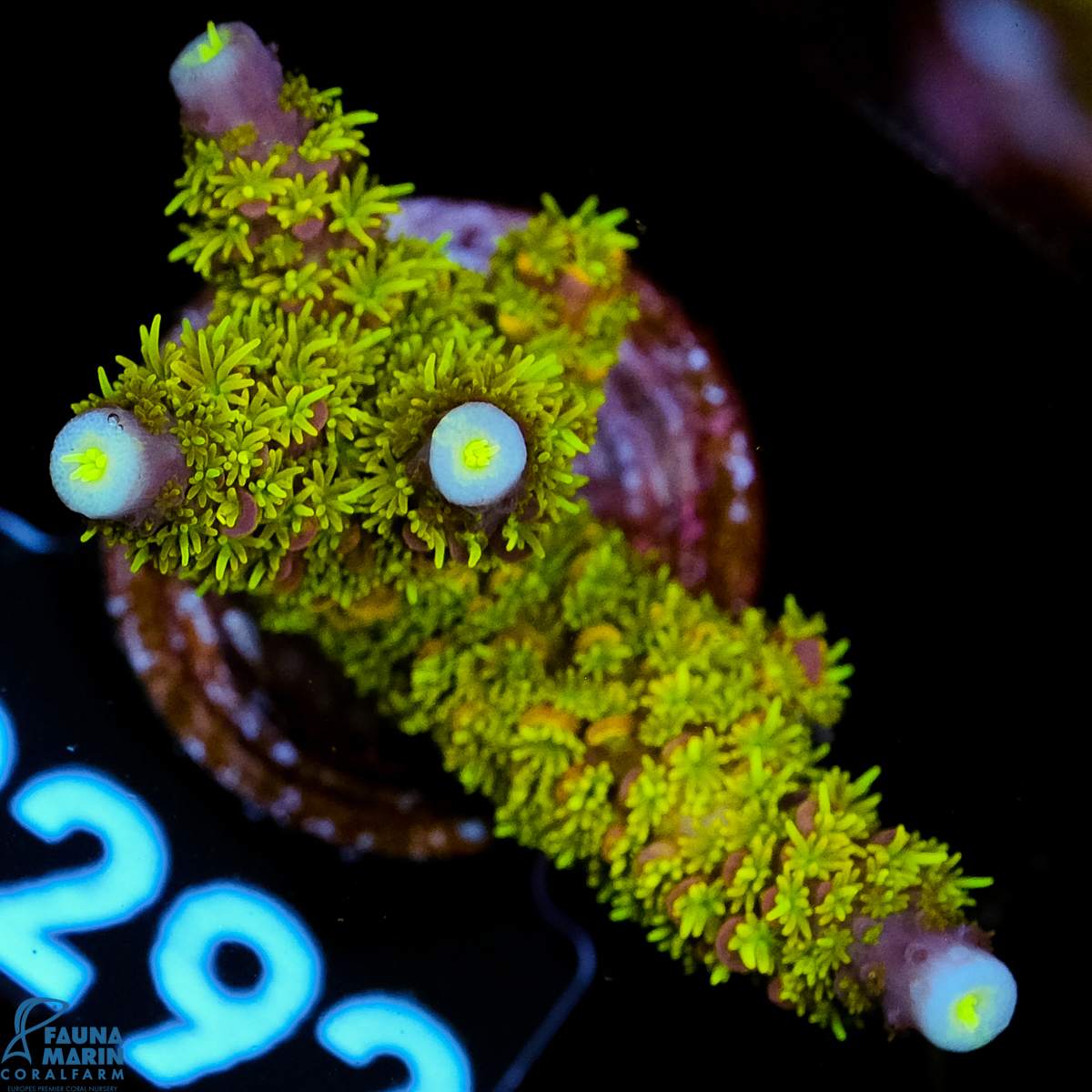 FMC Acropora aspera