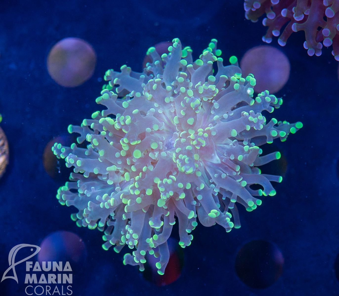 FMC  Euphyllia paradivisa green Tip V