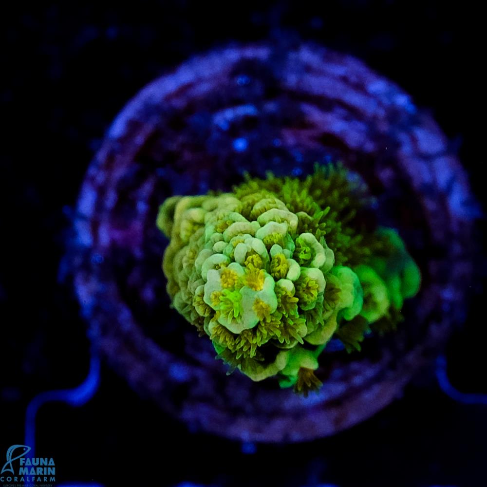 FMC Acropora tenuis Green