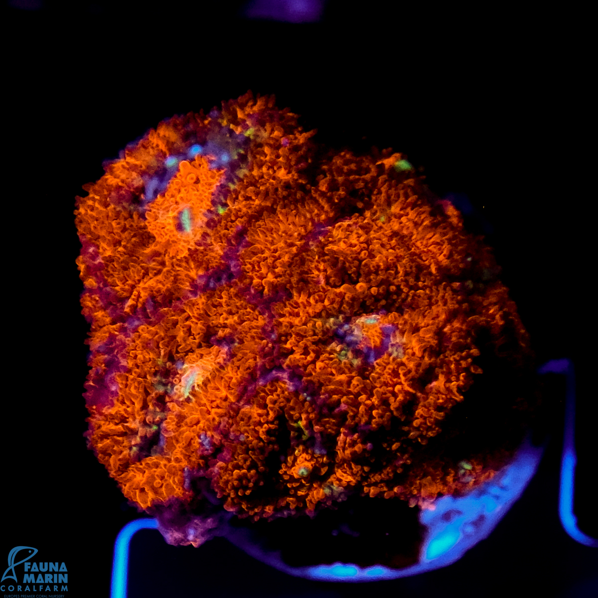 FMC Micromussa amakusensis Red