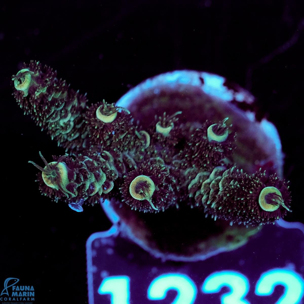 FMC Acropora millepora Nightcrawler