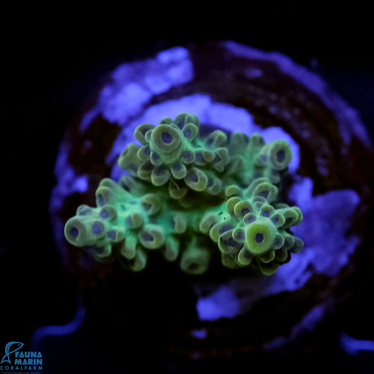 FMC Acropora insignis Jungle Orchid