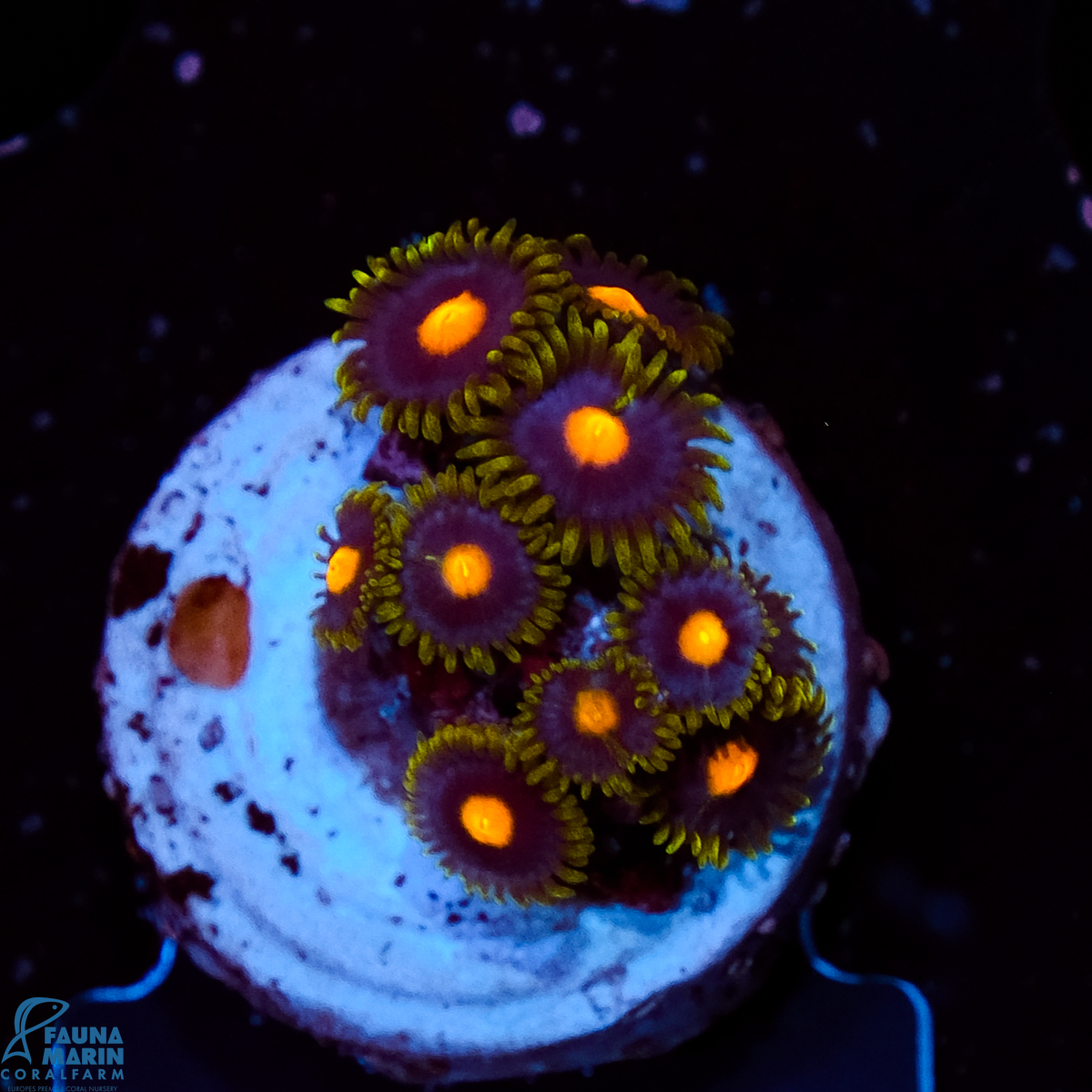 FMC Zoanthus Blue Blow Pop