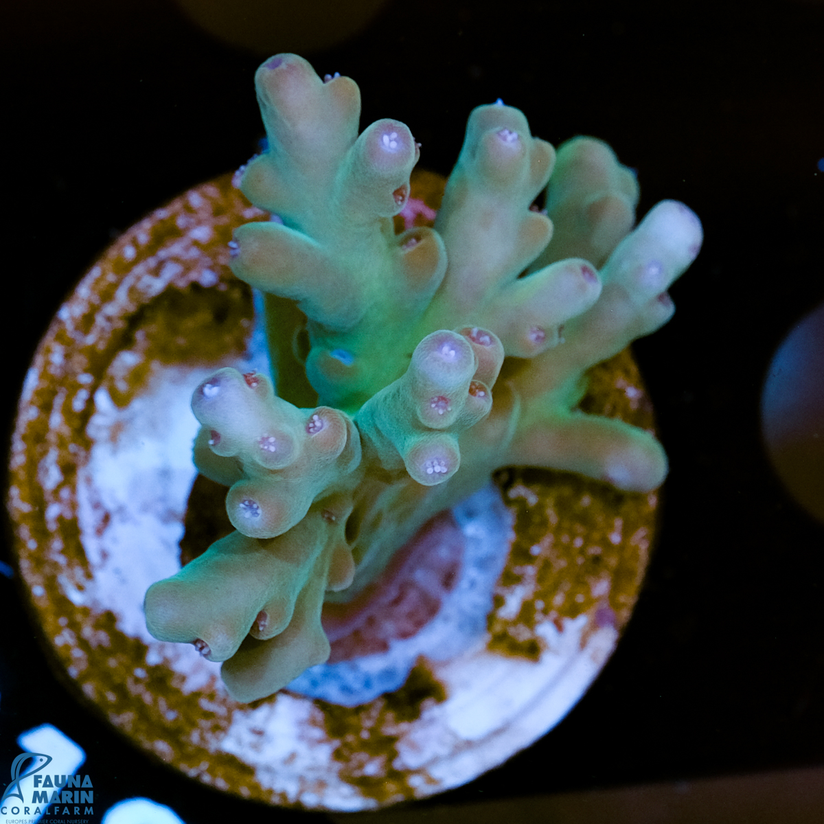 FMC Acropora cesariana