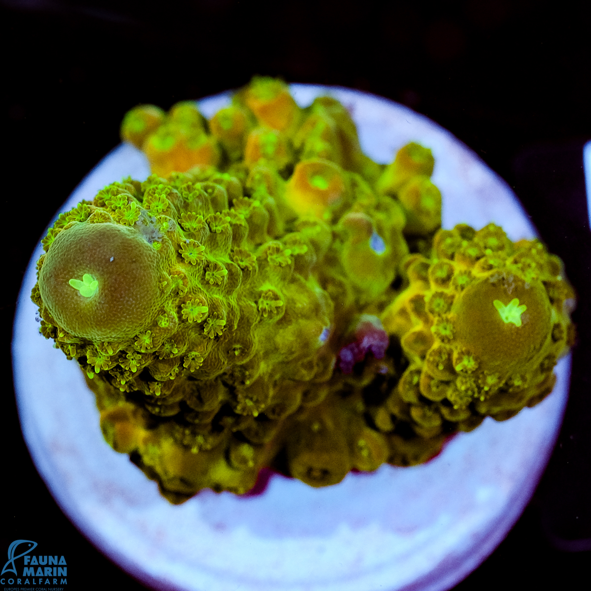 FMC Acropora humilis