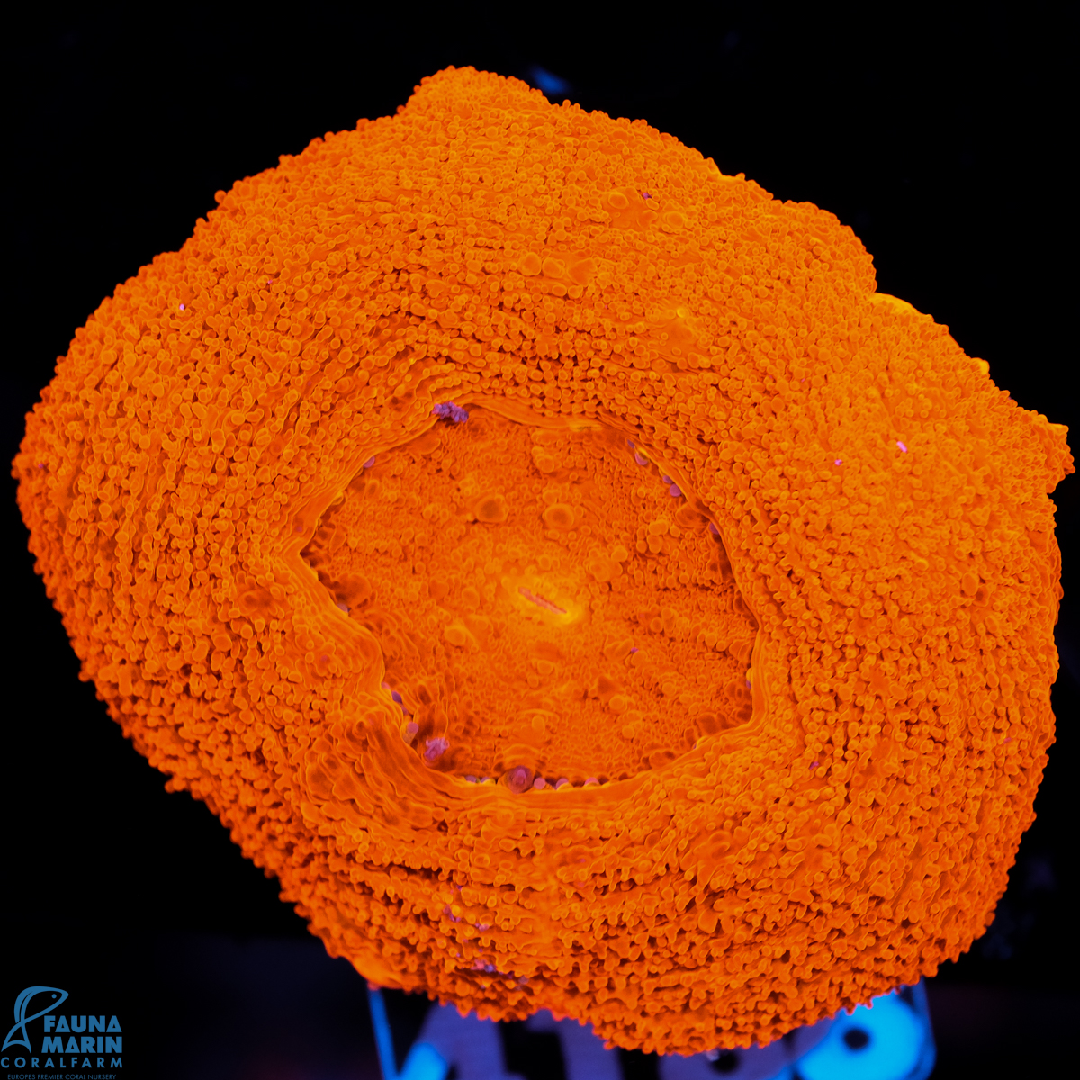 FMC Acanthastrea bowerbanki Red