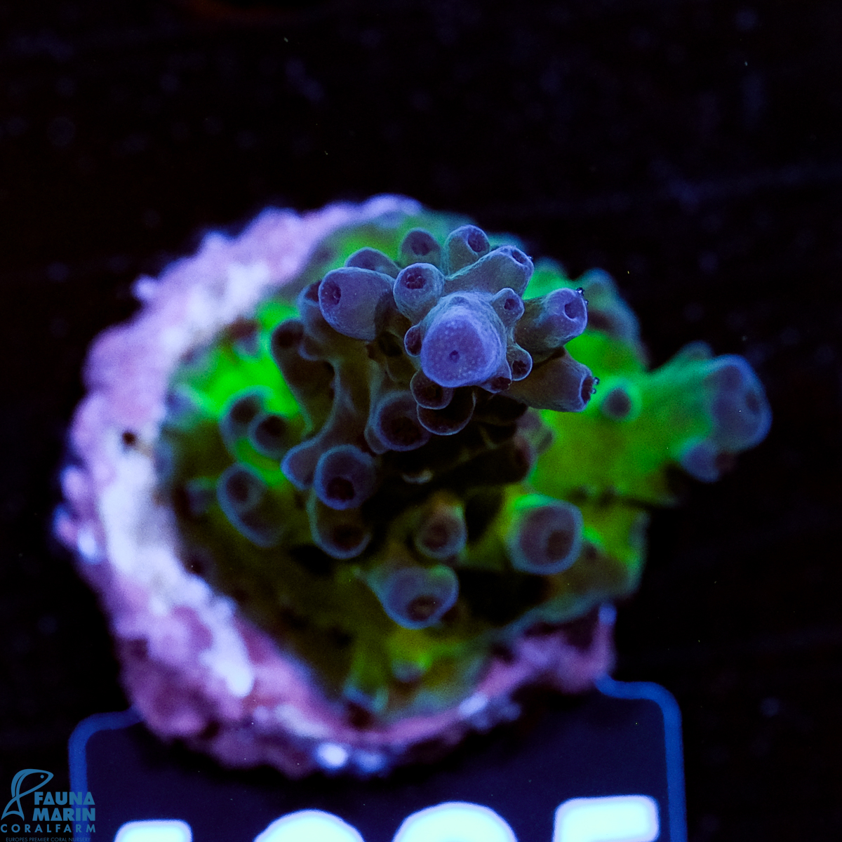 FMC Acropora Electric Miyagi