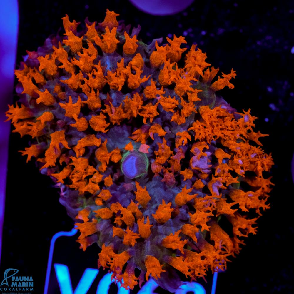 FMC Rhodactis osculifera - St. Thomas Anemone Red Rare V