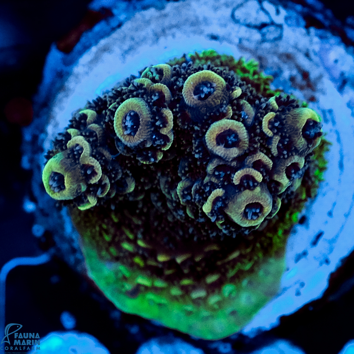 FMC Acropora tenuis Yellow Green