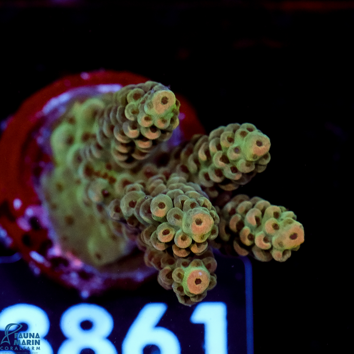 FMC  Acropora digitifera