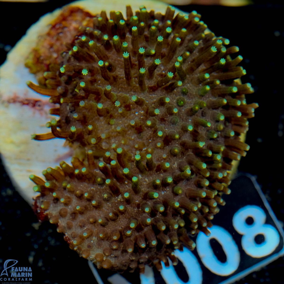 FMC Sarcophyton Light Green Tips V