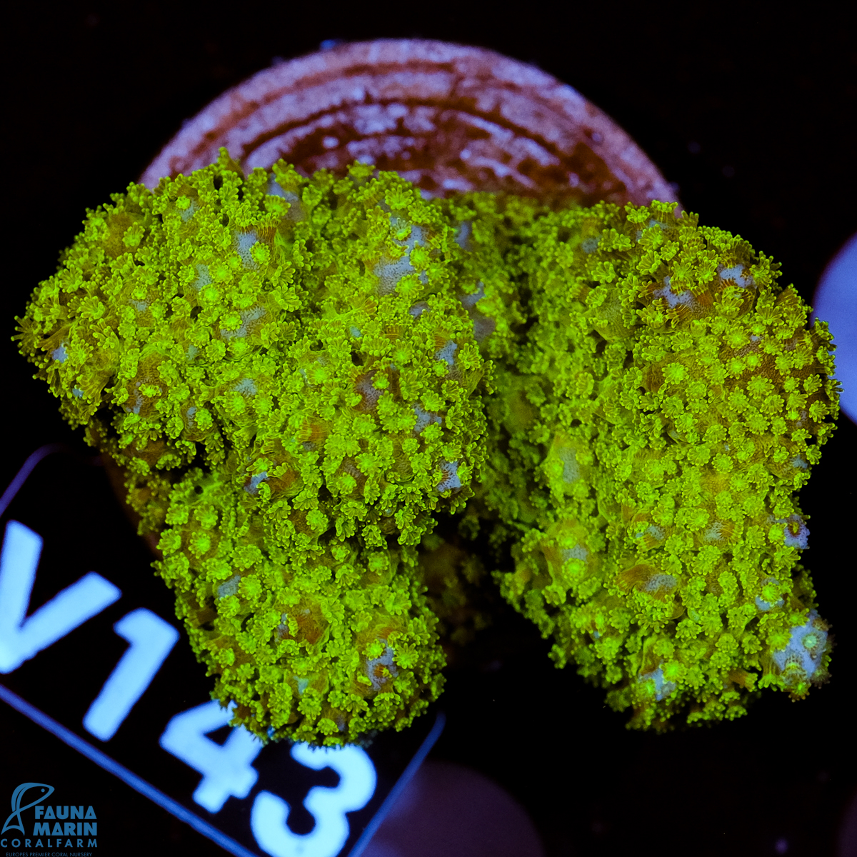 FMC Pocillopora Green V