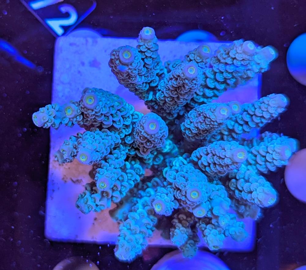 FMC Acropora tenuis