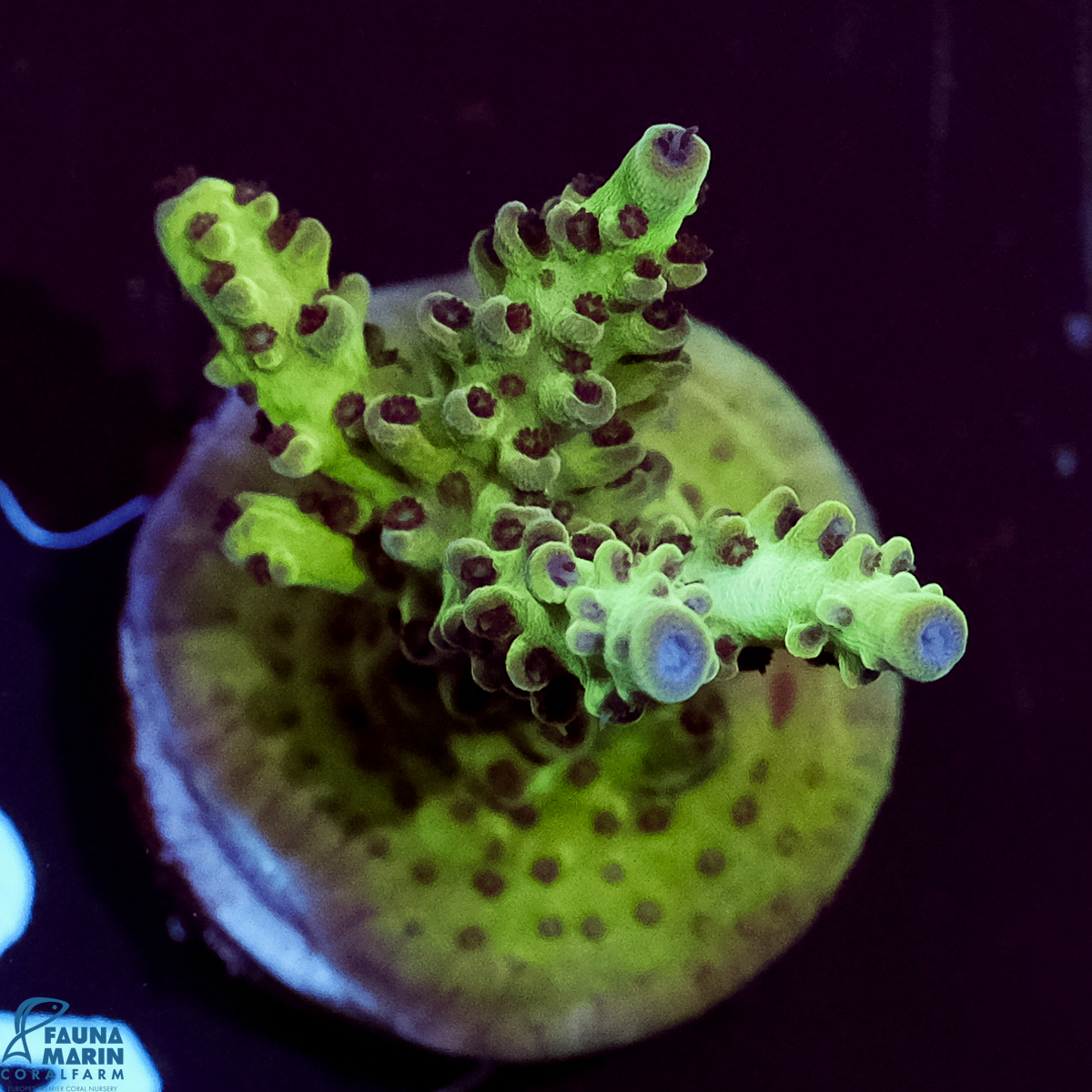 FMC Acropora Insignis Jungle Orchid