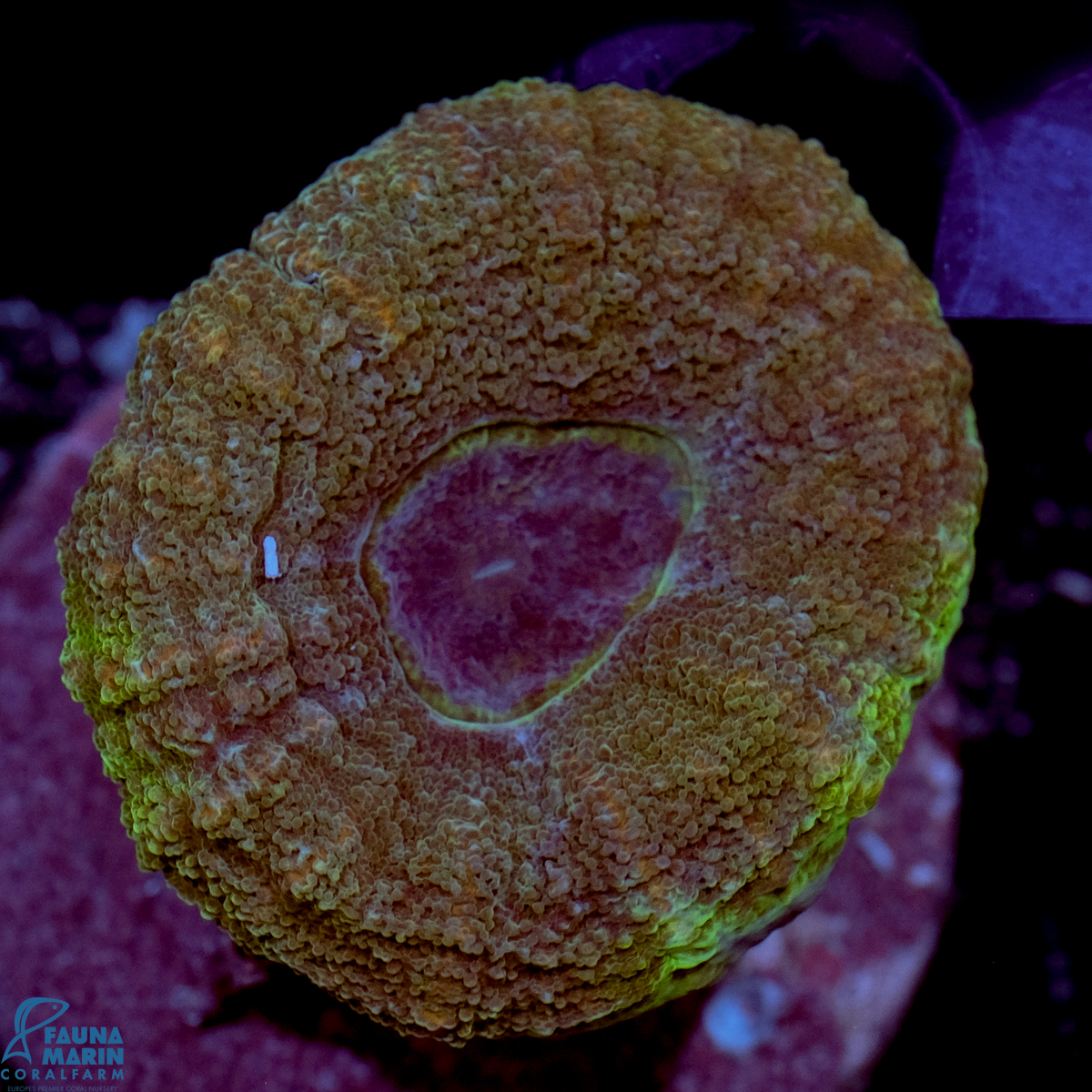 FMC Lobophyllia Saturns Rings