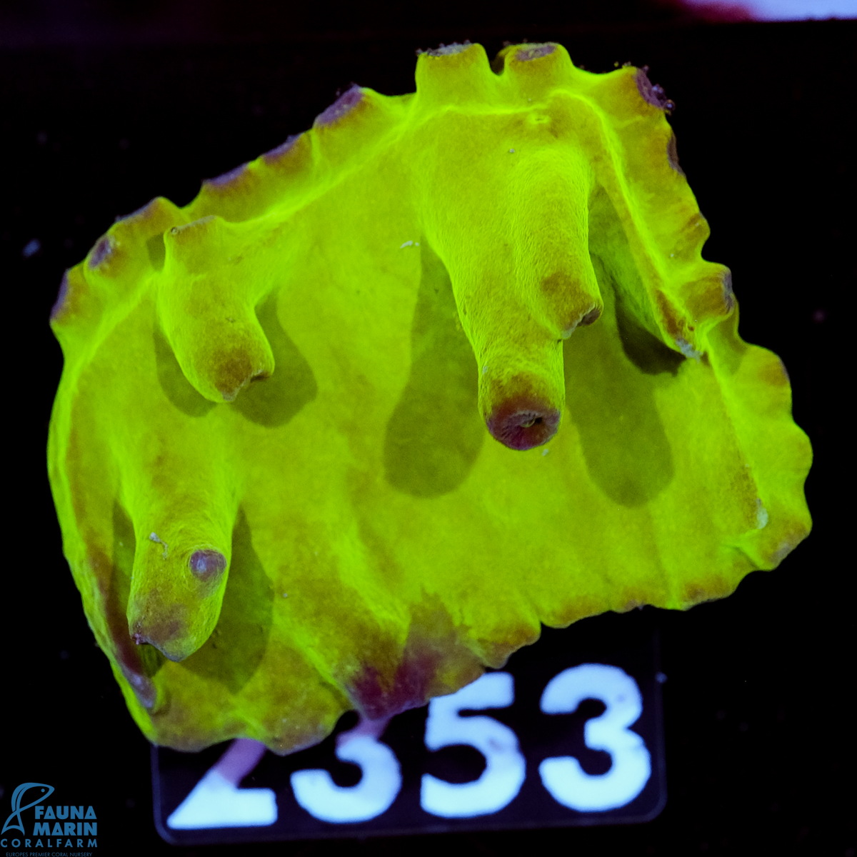 FMC Turbinaria peltata