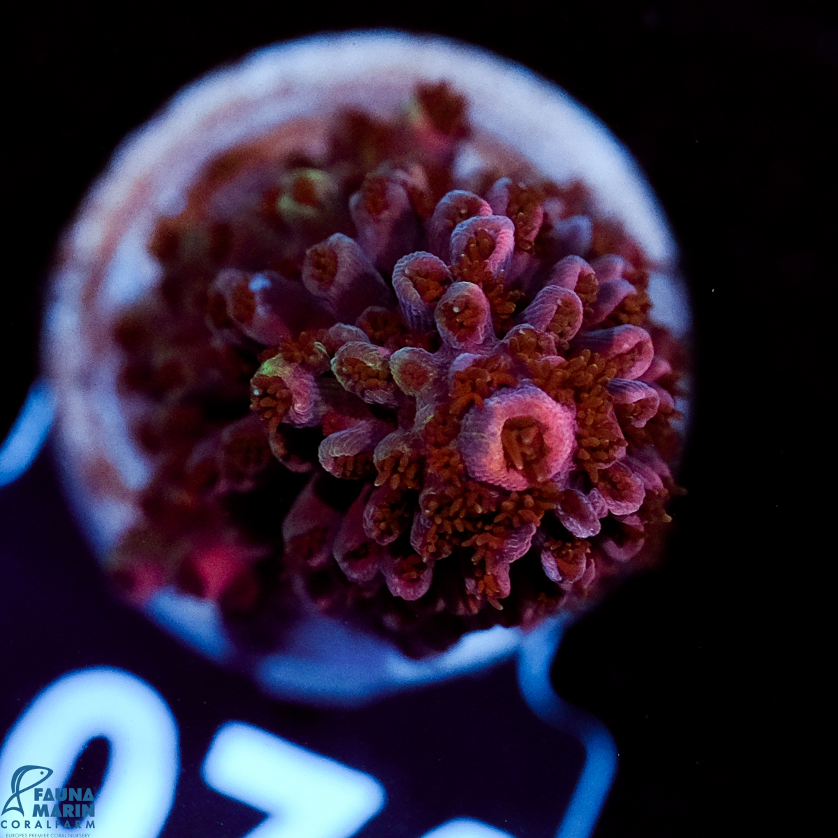 FMC Acropora abrotanoides Red