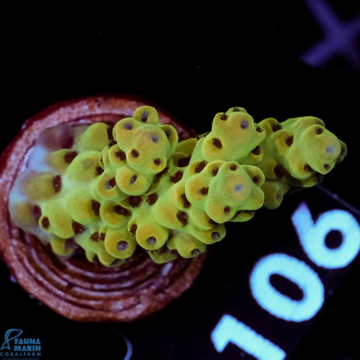 FMC Acropora sarmentosa