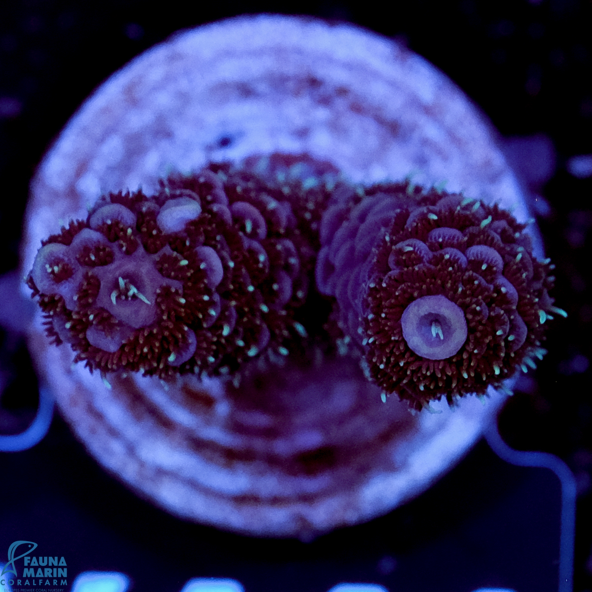 FMC Acropora millepora Purple Dragon V