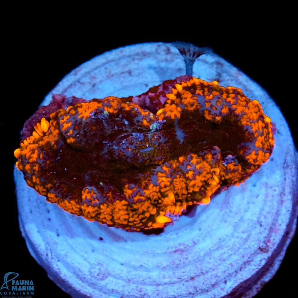 FMC Rhodactis Dark Center V