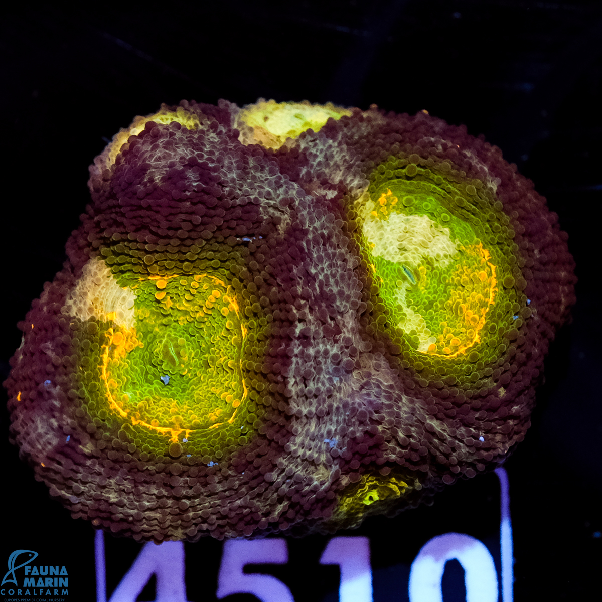 FMC Acanthastrea echinata Yellow Green Center