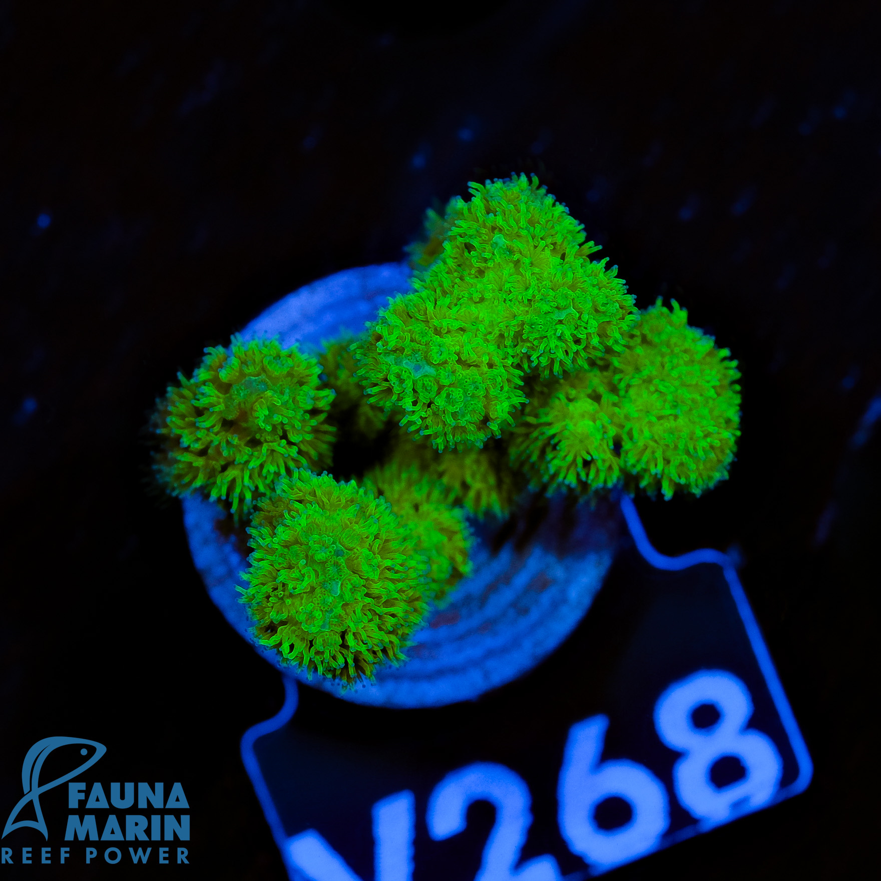 FMC Pocillopora Ultra Hairy