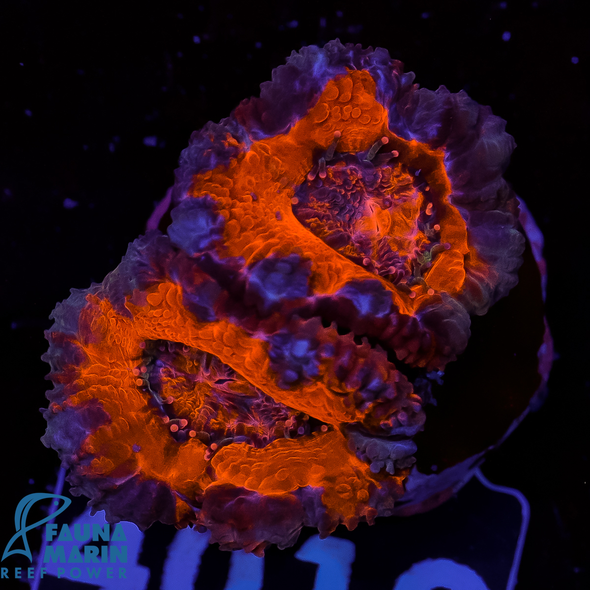 Fauna Marin Corals